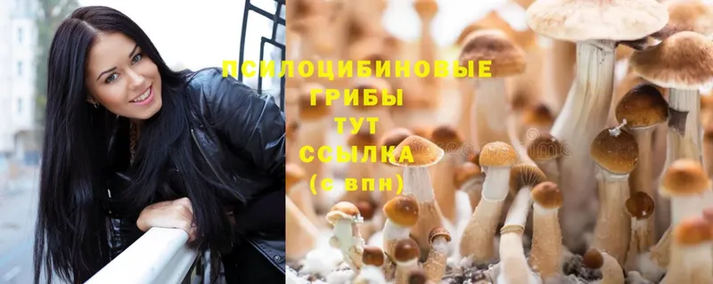 Псилоцибиновые грибы Magic Shrooms  где купить наркотик  Николаевск-на-Амуре 